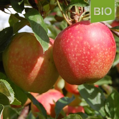 Obst Detail 1